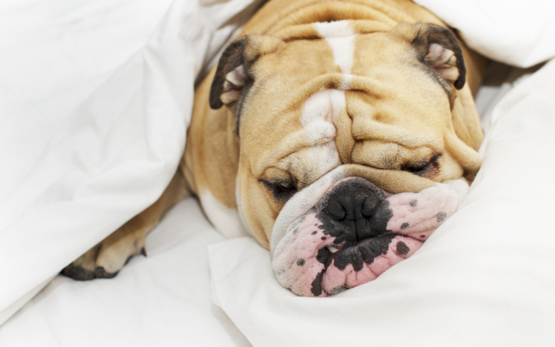 Why Does Your Dog Snore And Should You Be Concerned?