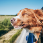 Why You Should Never Let Your Dog Ride With His Head Out The Car Window