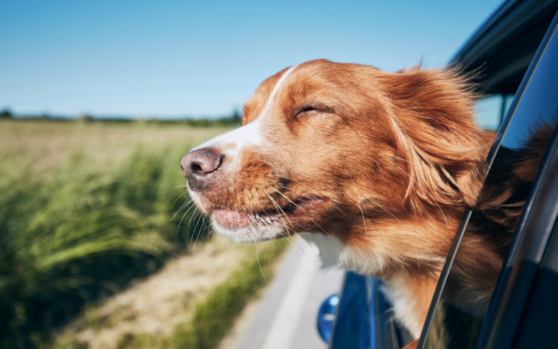 Why You Should Never Let Your Dog Ride With His Head Out The Car Window