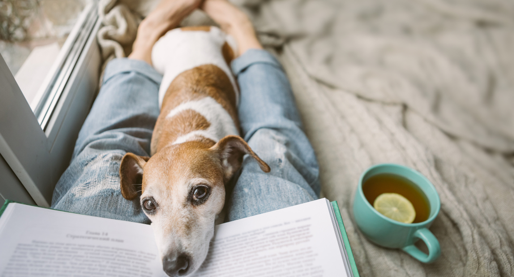 Your Dog Knows When You Are Sick