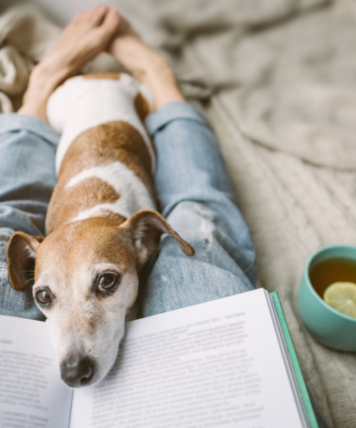 Your Dog Knows When You Are Sick